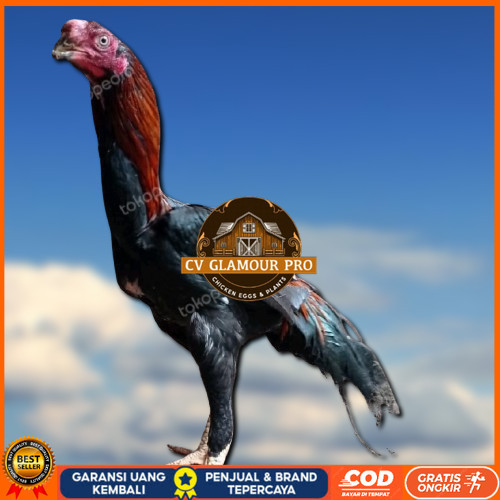 

4 BUTIR TELUR ASSEL HARGA KERJA!! CV GLAMOUR PRO