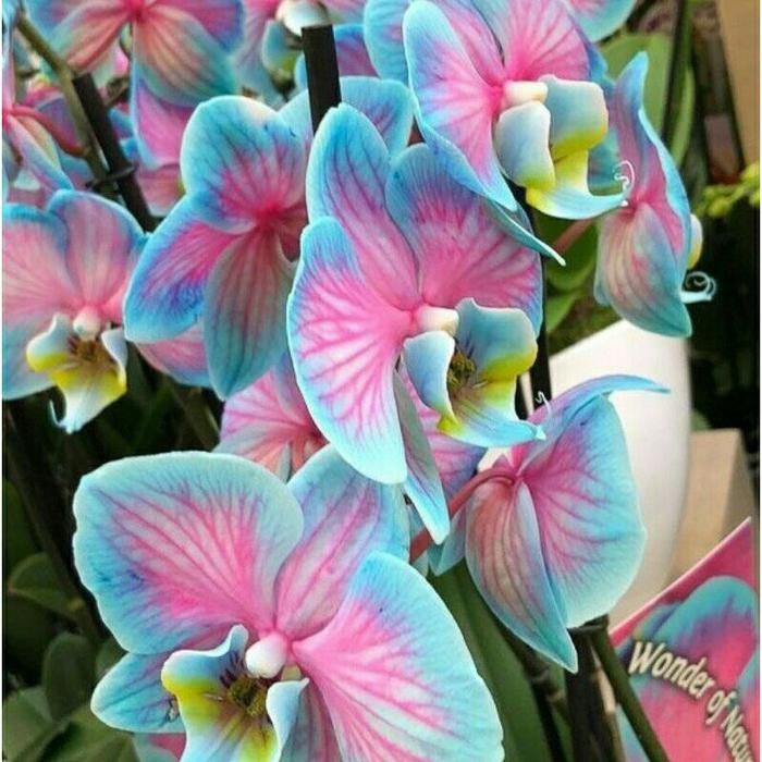 SEEDLING ANGGREK DENDROBIUM GALAXY