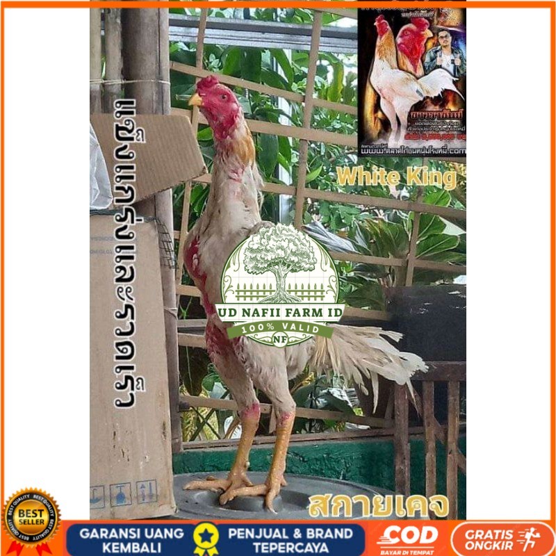 

COD TELUR FERTIL PLUCKER SUPER UD NAFII FARM ID