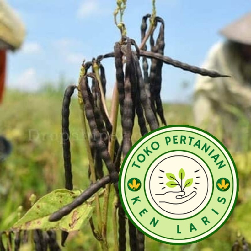 

500gram BENIH KACANG HIJAU KULIT HITAM SUPERAN SIAP TANAM READY!!
