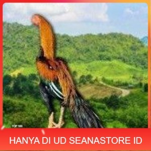 

telur ayam ekor lidi original bisa untuk di tetaskan terlaris UD SEANASTORE ID