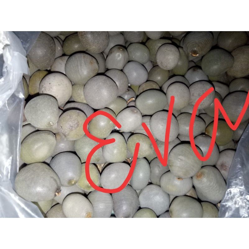 

Buah kebiul atau biji gorek 1 kg
