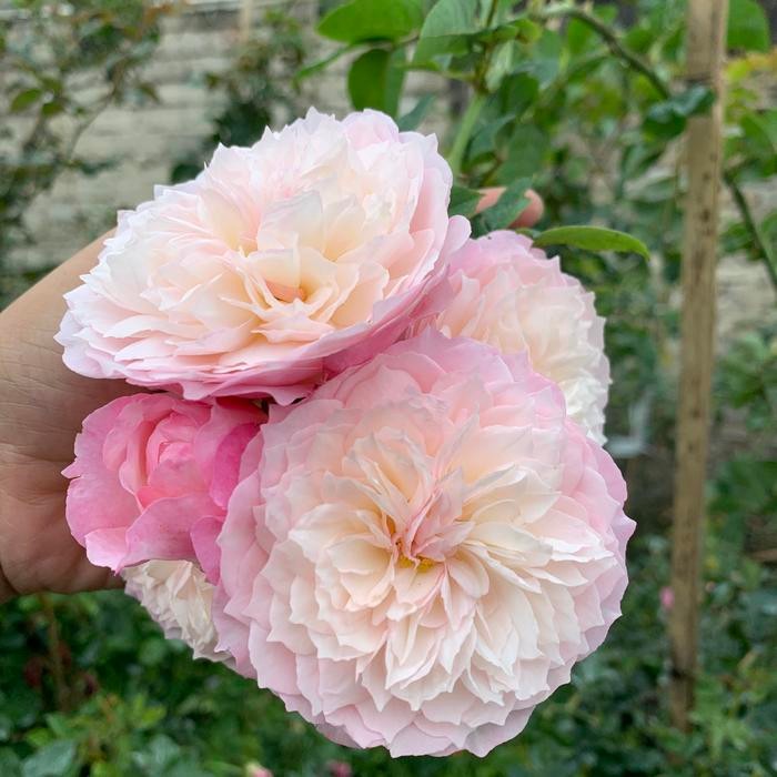 Tanaman Hidup bunga Mawar Import Constance-Mawar Wangi-Mawar cantik - dewasa