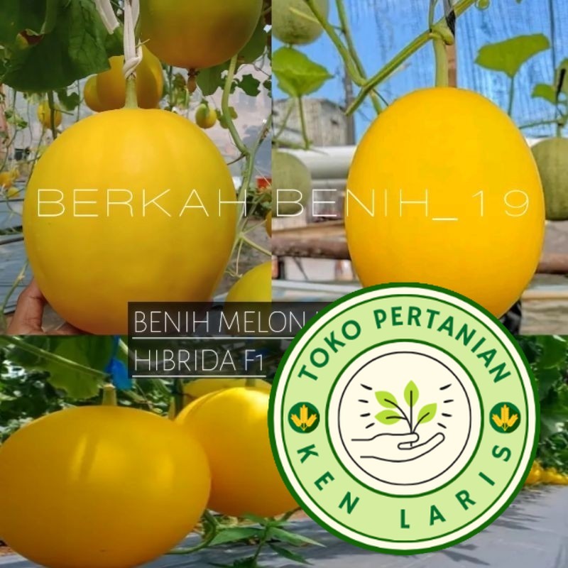 SUPERAN 150+ BENIH MELON GOLDEN KINANTI HIBRIDA F1 SUPERAN BIBIT UNGGUL