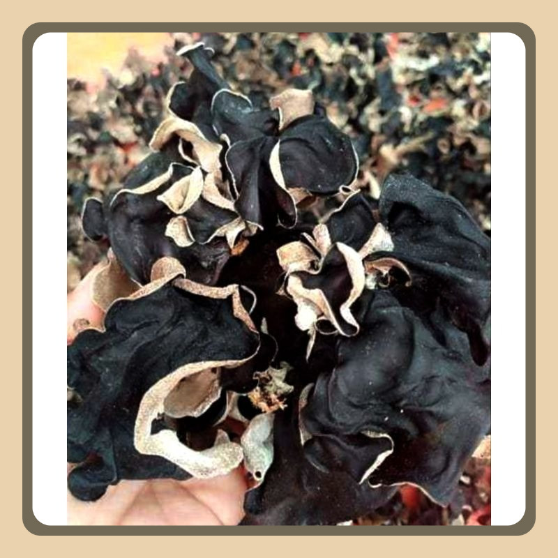 

Jamur kuping kering, jamur hitam lember hitam 1 kg Super Grade A besar tebal panenan 1-2, jamur hitam