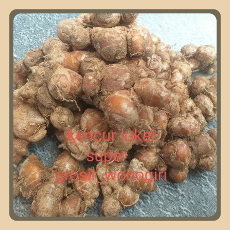 

Kencur Segar 1 Kg Jawa Isi Putih Lokal