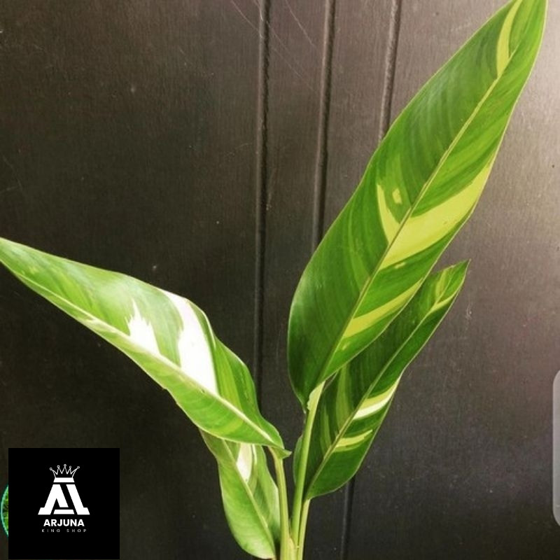 Tanaman HiasBISA COD Pisang Hias Varigata Pisang Hias Berbunga Kuning Pekat