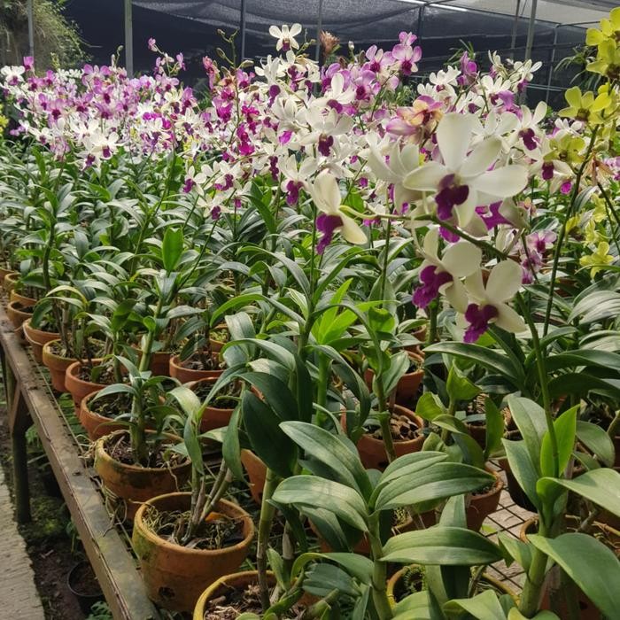 Anggrek Jumbo Dendrobium Berbunga