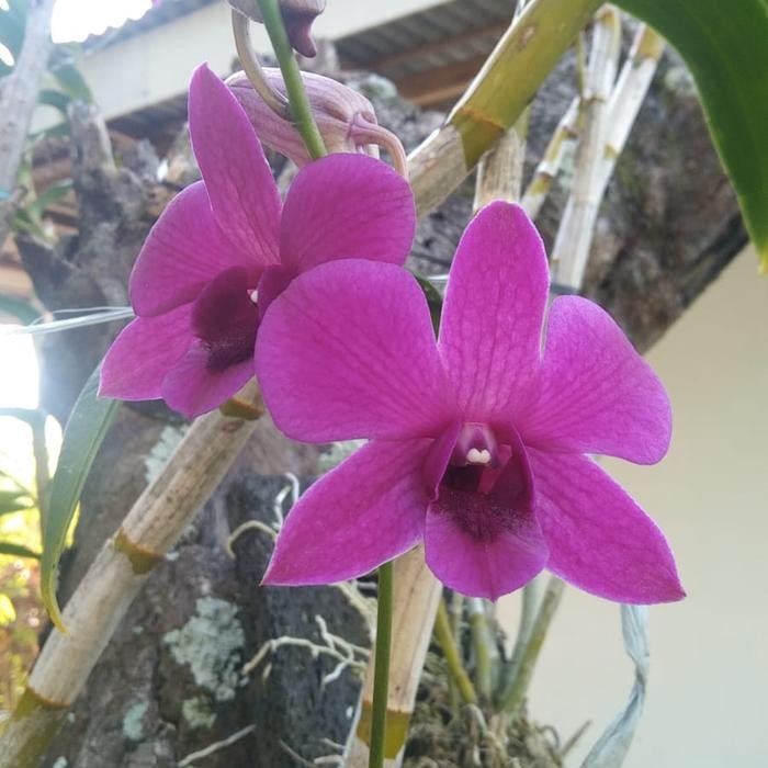 anggrek dendrobium bantimurung dewasa - spike/knop