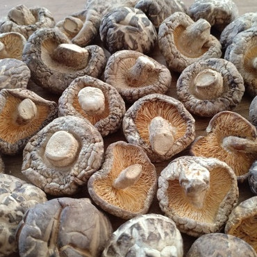 

Jamur Shiitake Premium Kering 250 Gram – Kaya Umami & Nutrisi, Cocok untuk Masakan Sehat