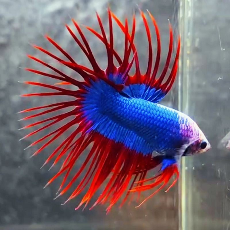 CUPANG CT MASKOT + CROWNTAIL MASKOT