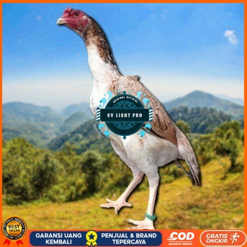 

telur fertil ayam shamo berkualitas super CV LIGHT PRO