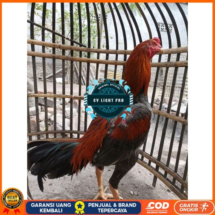 

TELUR FERTIL PLUCKER PAKOY ISTIMEWA original berkualitas CV LIGHT PRO