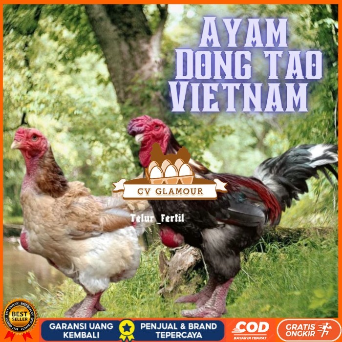 

telur ayam dong tao vietnam ori bisa untuk di tetaskan vertil original berkualitas CV GLAMOUR
