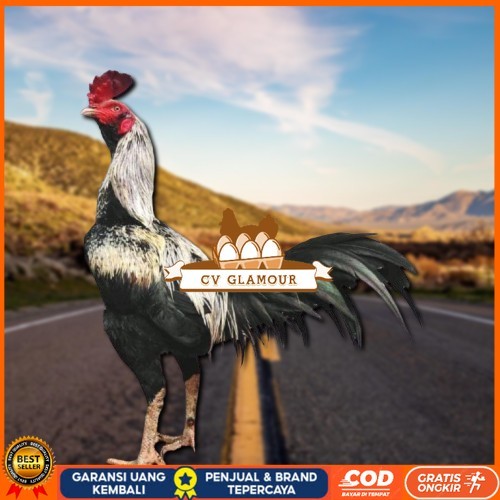 

ayam pama IQ telur fertill CV GLAMOUR