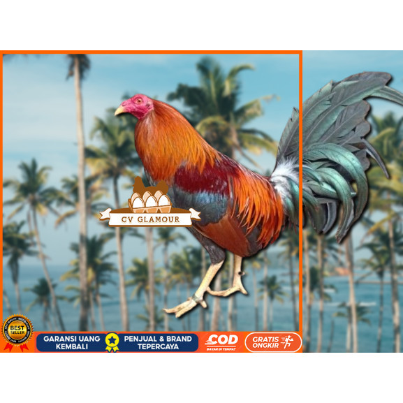 

telur ayam Philipin asli petarung bisa untuk di tetaskan CV GLAMOUR