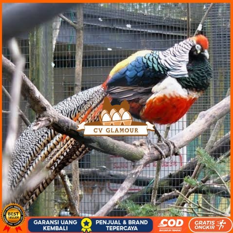 

Telur ayam hias ringneck lady red amherst pheasant fertil untuk tetas CV GLAMOUR