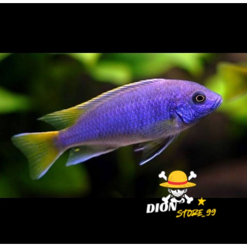 aneka cichlid 7-9cm, Acei, dragon blood, latifasciata, red rubin, redflush, pundamilia, hybrid, jend