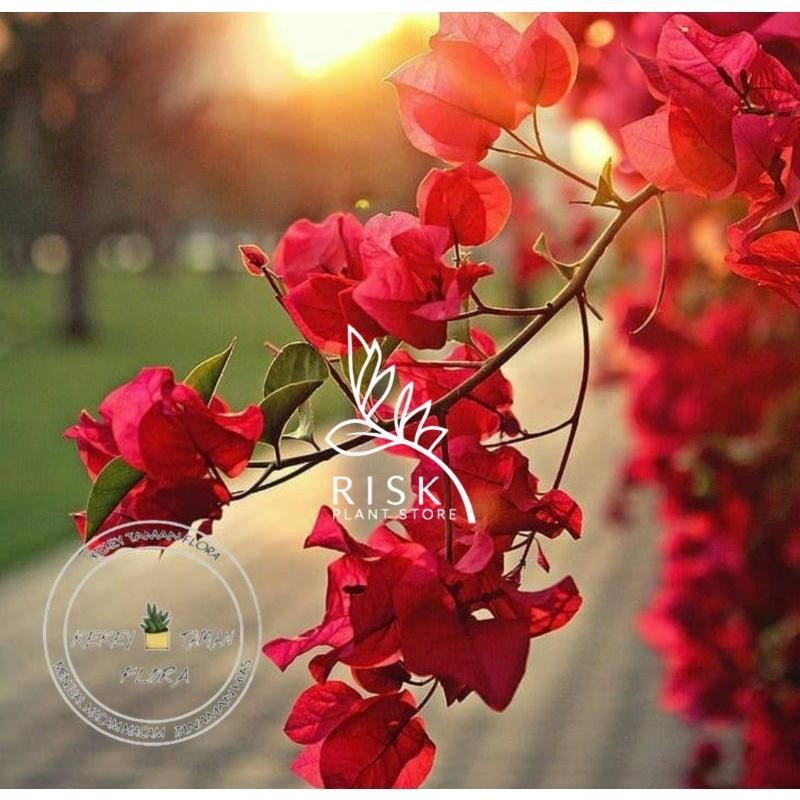 Tanaman Hias Bunga Bougenville Bunga Merah - Bunga Bougenville Kembang Kertas