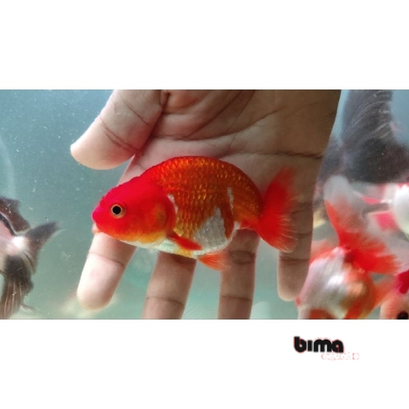 Kebutuhan aquarium IKAN HIAS KOKI RANCHU RW | UKURAN 9-10 CM