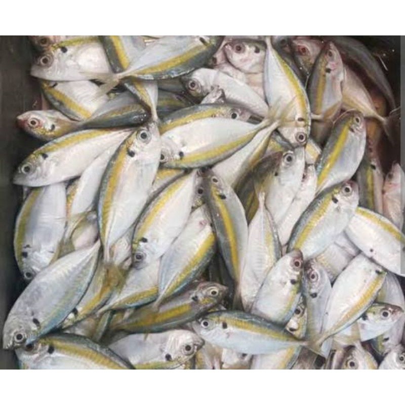 

IKAN SELAR KUNING 500 GR SAYUR SEGAR PALEMBANG