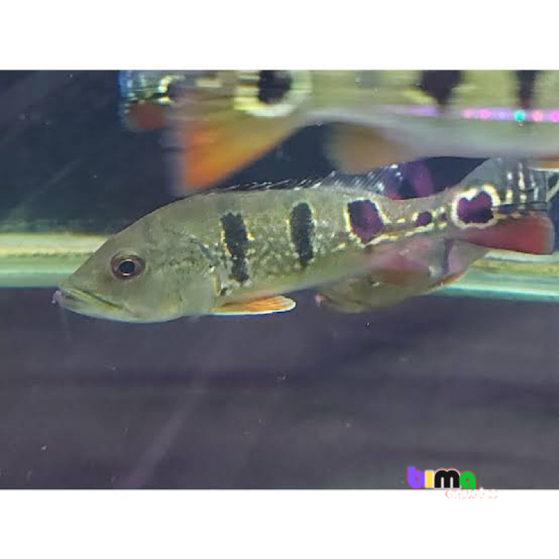 pbass brocopondo 7-9 cm pbas bimatankmate