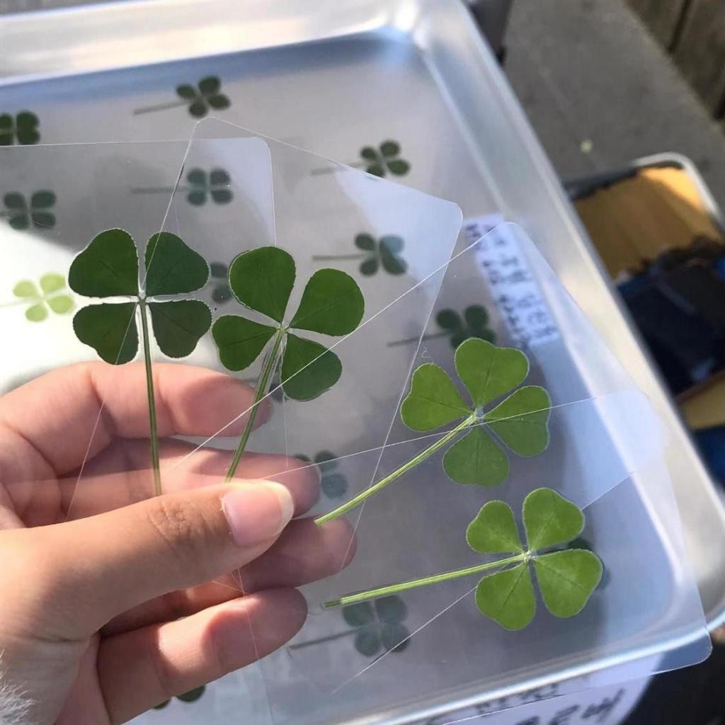 

JAMIN MURAH !!!Four Clover Bookmark Keyring Daun Lucky Queen of Tears Hong Haein Asli Korea Drama Clover(BISA LANGSUNG ORDER)