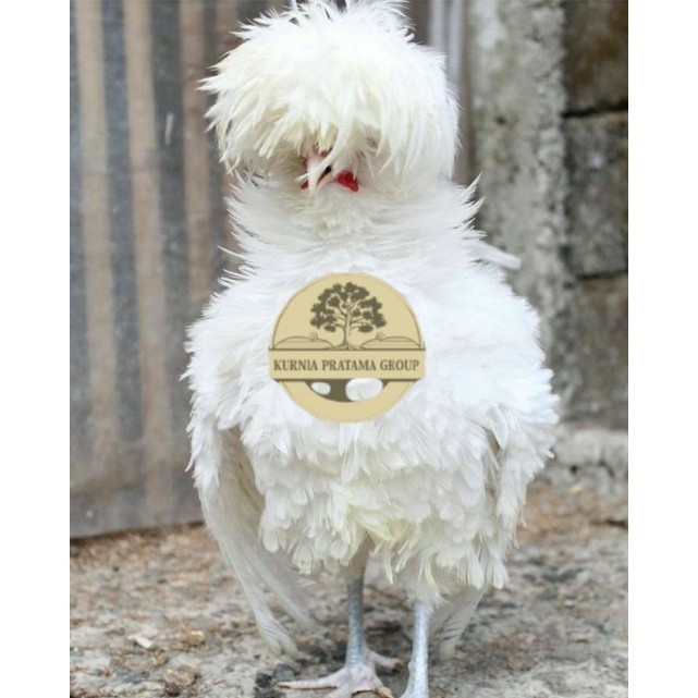 

TELUR TETAS AYAM HIAS POLAND LUCU IMUT MURAH GROSIR UNTUK DI TETASKAN KURNIA PRATAMA GROUPp