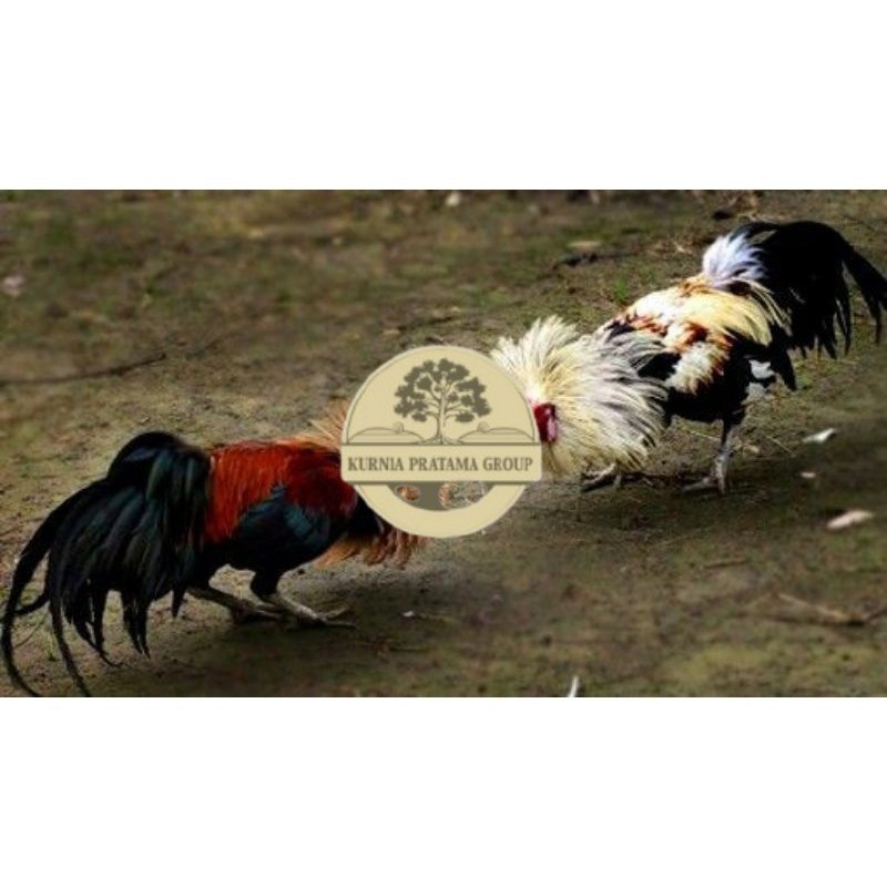 

3 BIJI TELUR PAMA PUKUL STROM promo keras KURNIA PRATAMA GROUP