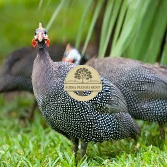 

Telur ayam mutiara hias fertil asli siap ditetaskan - ayam mutiara KURNIA PRATAMA GROUP