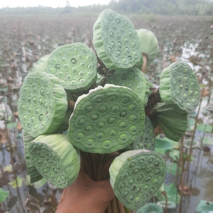 Biji Lotus Segar - Biji Teratai Fresh - Mudah Tumbuh