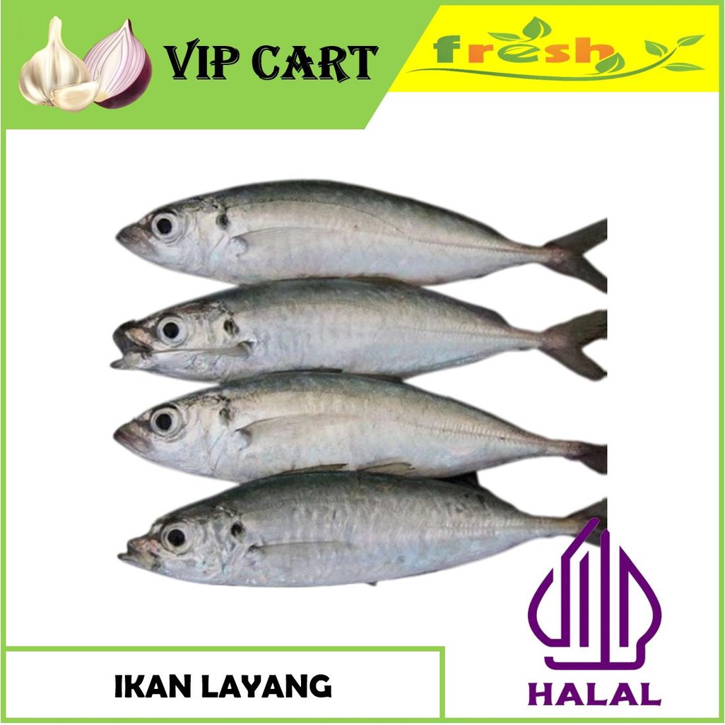 

IKAN LAYANG KECIL - IKAN SEGAR