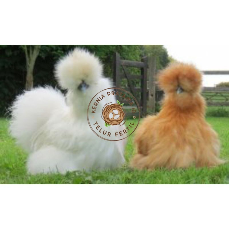 

TELUR AYAM HIAS AMERICAN SILKY UNTUK DI TETASKAN KURNIA PRATAMA ID
