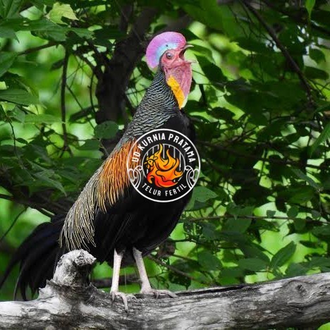 

Telur ayam hutan x jawa / telur ayam hias / telur fertil siap cod UD KURNIA PRATAMA