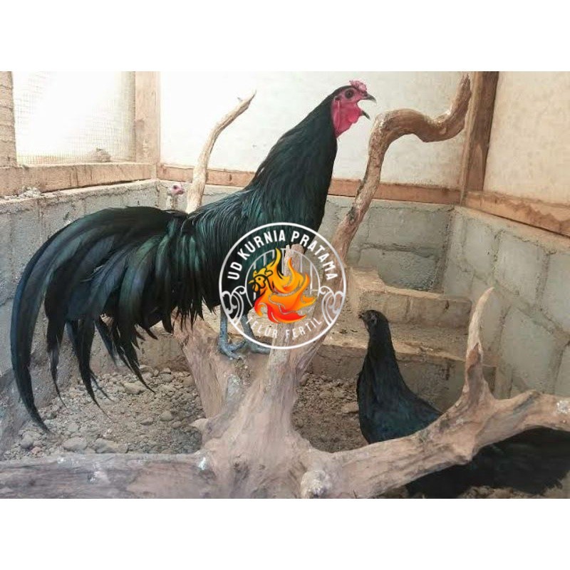 

TELUR AYAM HIAS BLACK SUMANTRA UNTUK DI TETASKAN UD KURNIA PRATAMA