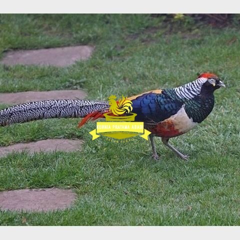 

Telur ayam hias ringneck lady red amherst pheasant fertil asli KURNIA PRATAMA ABADI