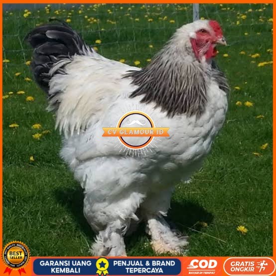 

Telur ayam hias brahma fertil siap ditetaskan CV GLAMOUR ID