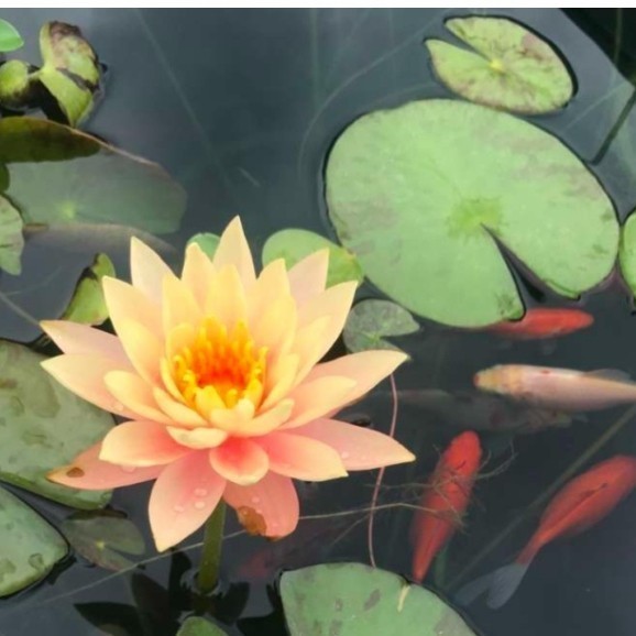 

Ready stok New Promo tanaman hias teratai air yg rajin berbunga,cantik unik