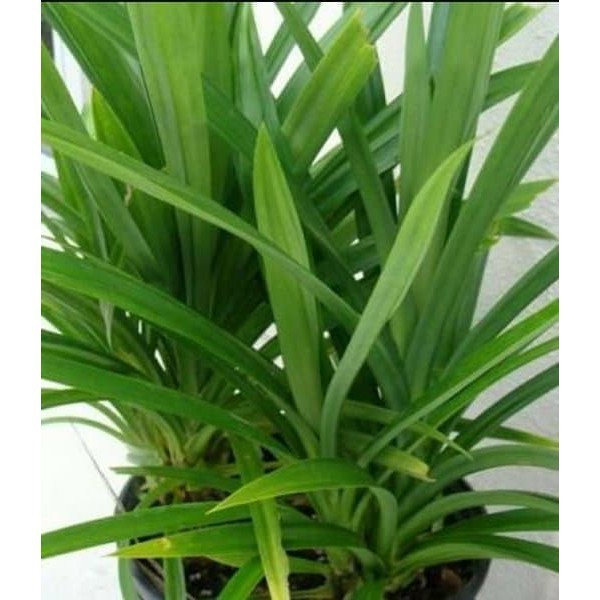 

OHI Promo Daun Pandan wangi segar ⠀⠀⠀⠀⠀⠀ KC