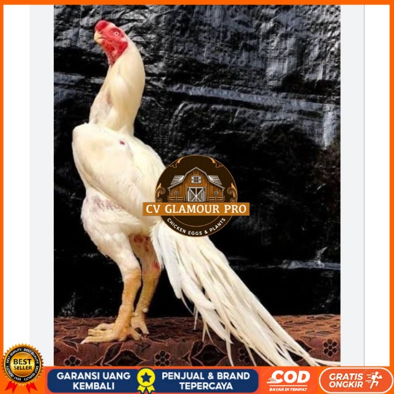 

TELUR AYAM HIAS ASEEL ORI UNTUK DI TETASKAN CV GLAMOUR PRO