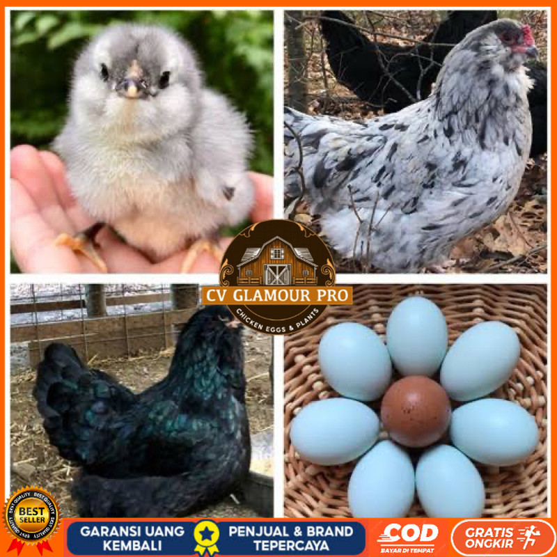 

TELUR FERTIL AYAM AMERAUCANA INDUKAN IMPORT UNTUK DI TETASKAN CV GLAMOUR PRO