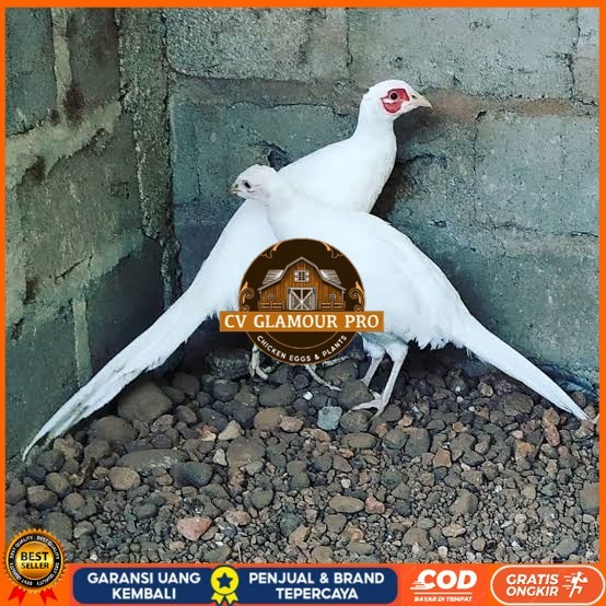 

Telur ayam hias ringneck white pheasant fertil asli CV GLAMOUR PRO