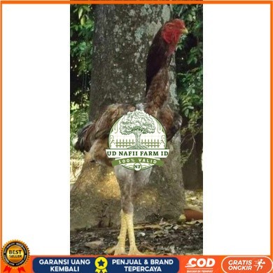 

TELUR AYAM KINGGOR / king GORILA SUPER UNTUK DI TETASKAN UD NAFII FARM ID