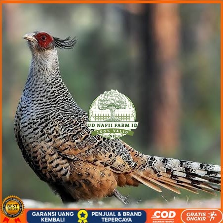 

Telur ayan hias ringneck cheer pheasant fertil untuk ditetaskan UD NAFII FARM ID