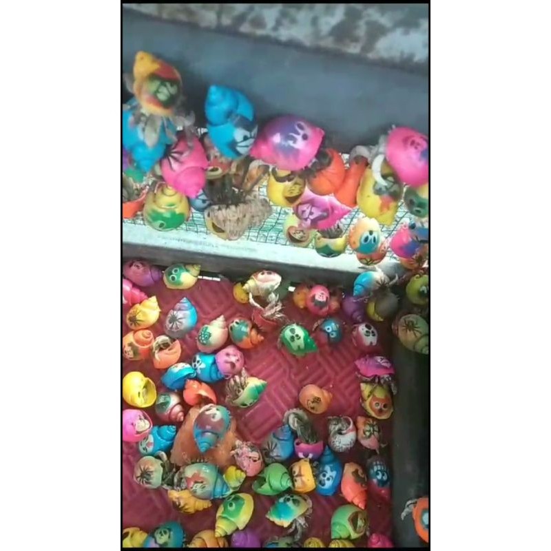 Mainan Kelomang Warna Warni Animasi