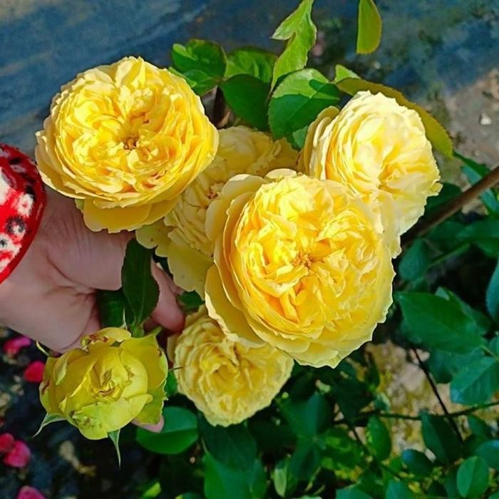 Tanaman Hidup Bunga Mawar Import CATALINA -Mawar wangi - dewasa