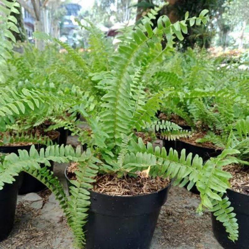 Tanaman Bunga PAKIS SISIR - Tanaman Hias Hidup Pakis Sisir - Pakis Keriting