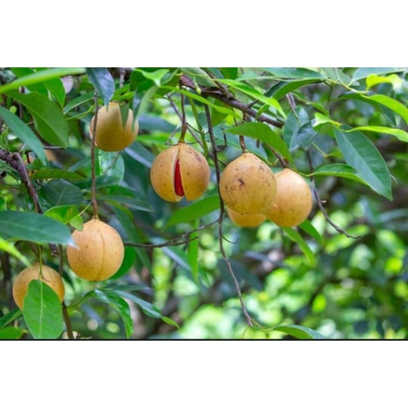 

buah pala tua 1kg bahan Manisan, asinan, sirup, Dll