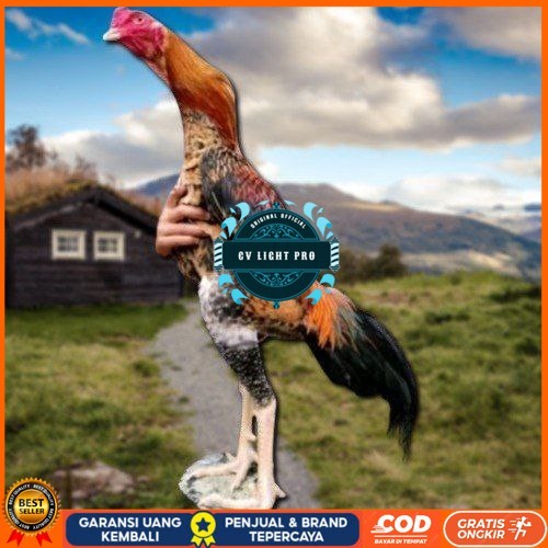 

telur tetas ayam oshamo besar CV LIGHT PRO