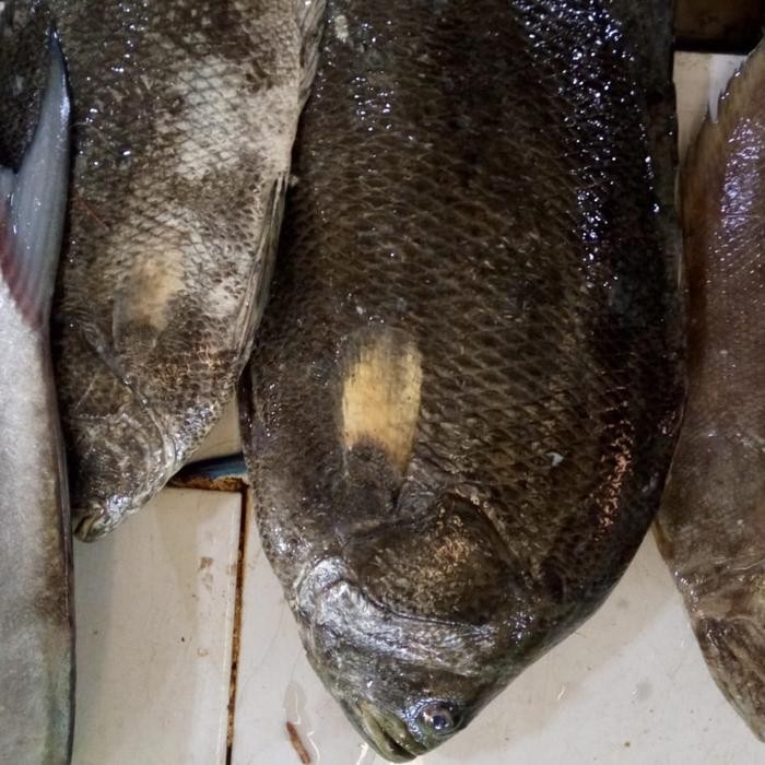 

Ikan Kakap Batu 500gr